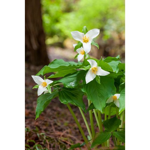 Horton, Janet 아티스트의 Issaquah-Washington State-USA Western Trillium wildflowers작품입니다.